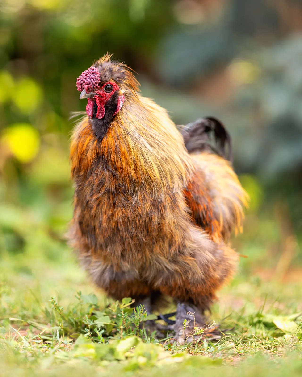Close-up product photo of a rust-colored Silkie rooster